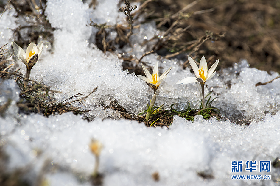 昭苏高原：野百合顶着冰雪盛开预示着春天即将来临