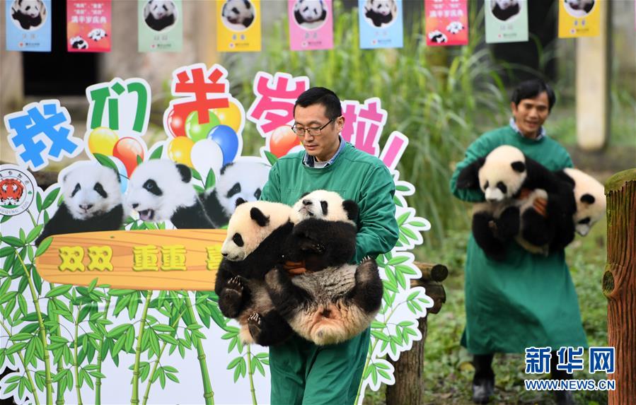 4只半岁大熊猫户外庆祝半岁生日与市民游客一同过冬至